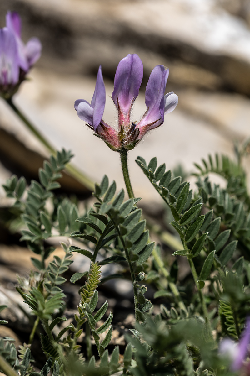 Изображение особи род Astragalus.