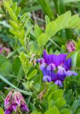genus Lathyrus. Соцветия, бутоны и листья. Приморский край, Хасанский р-н, бухта Теляковского, берег моря. 17.05.2026.