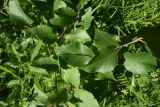 Betula raddeana. Листья. Чечня, Шаройский р-н, окр. хут. Хочелдой, берёзовый лес над хутором. 3 июля 2024 г.