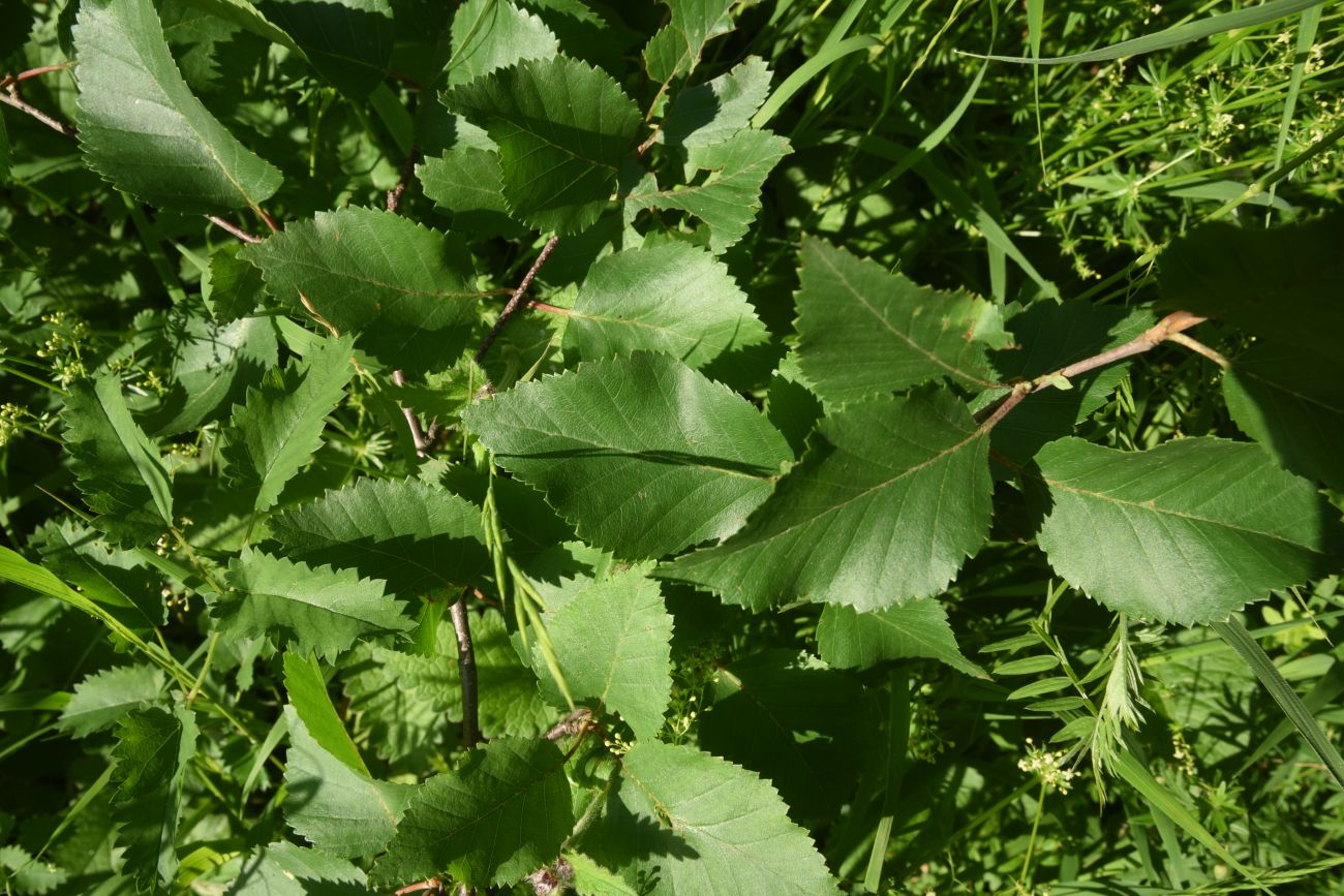 Изображение особи Betula raddeana.