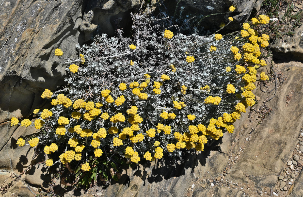 Image of Helichrysum stoechas specimen.