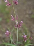 Centranthus longiflorus. Соцветия. Грузия, край Самцхе-Джавахети, Ахалцихский муниципалитет, левый борт р. Цинубанисцкали, 1,5 км выше по течению от горячего источника Цинубани, горная степь. 9 июня 2026 г.