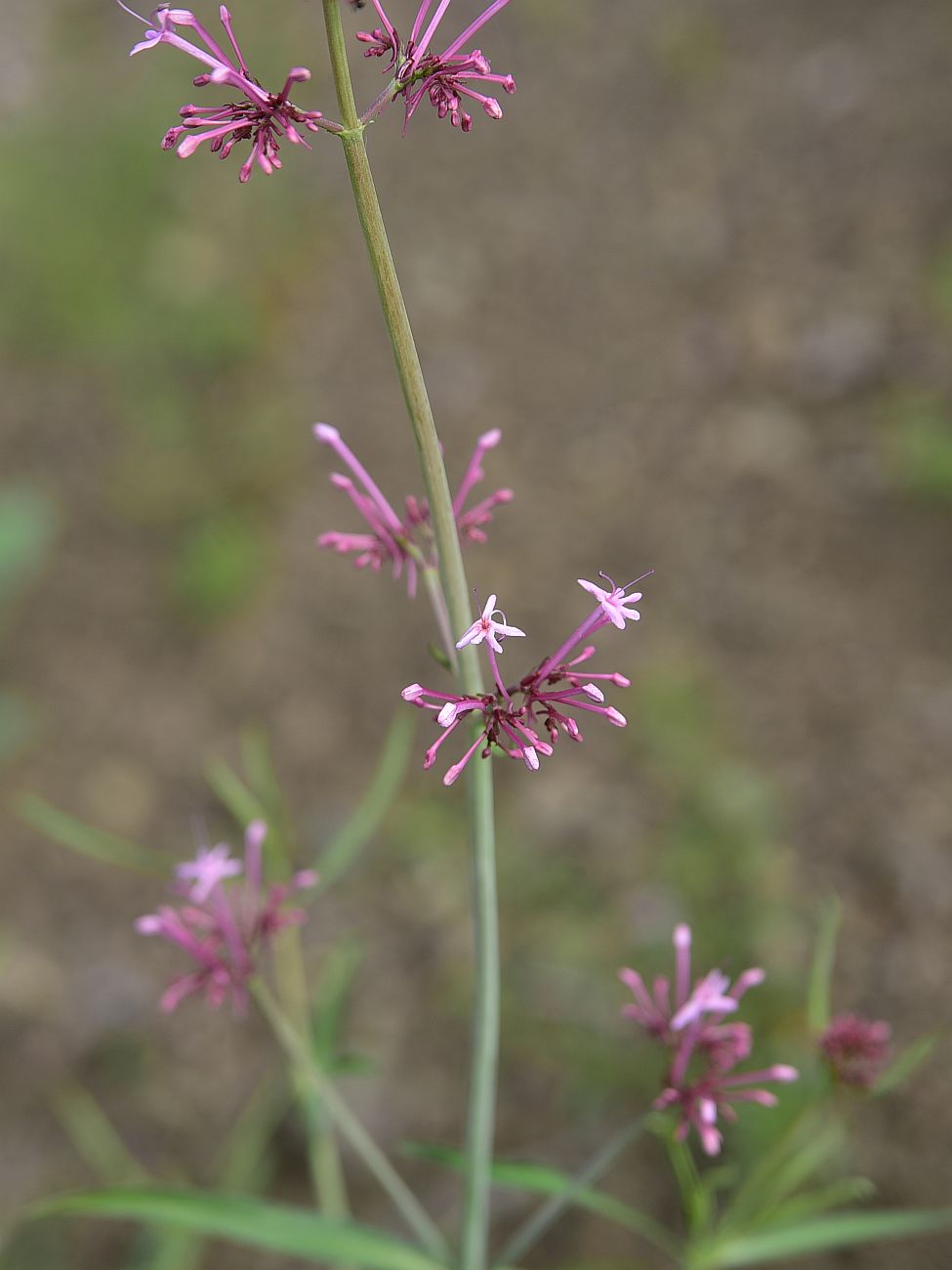 Изображение особи Centranthus longiflorus.