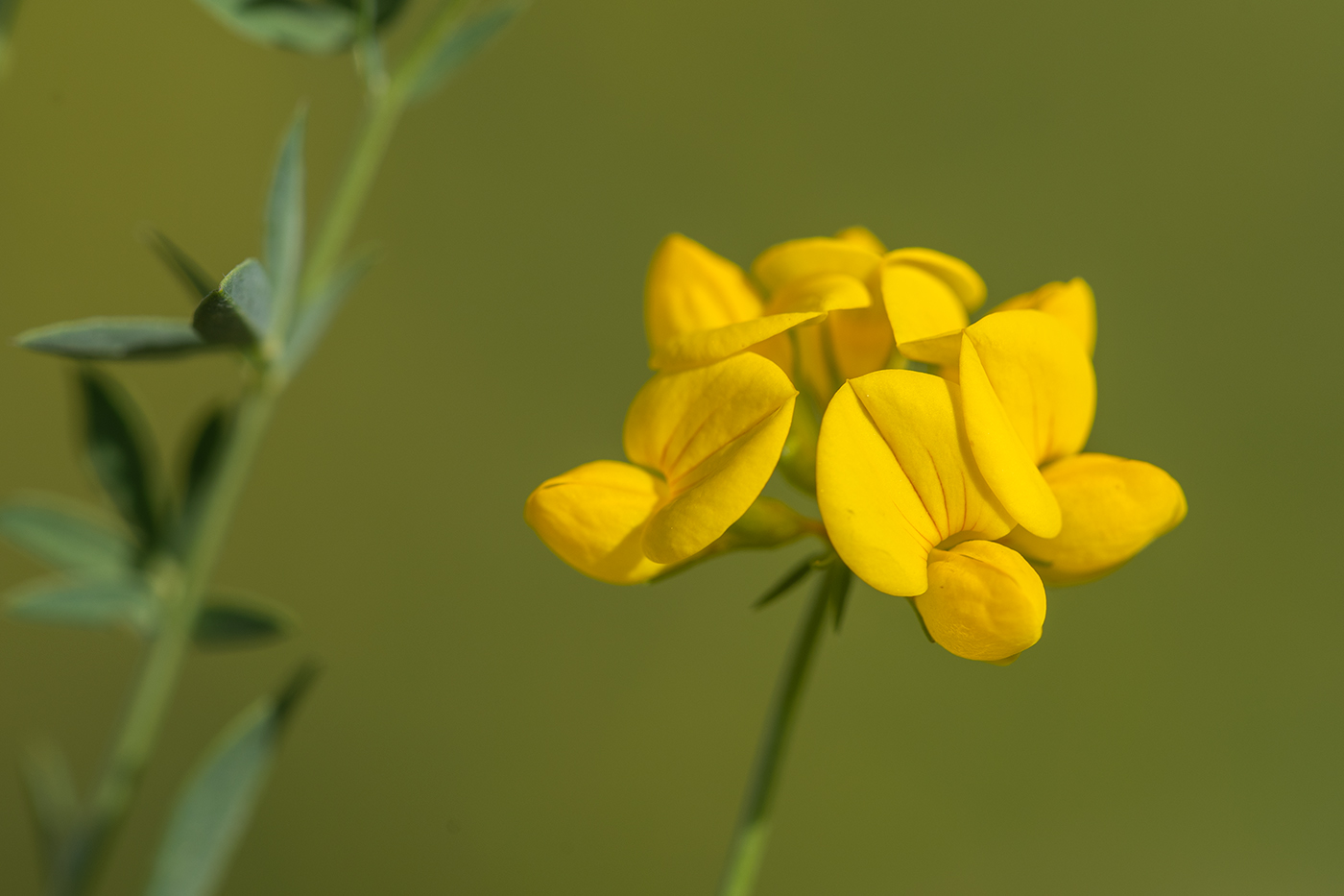 Изображение особи род Lotus.