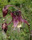Aquilegia oxysepala