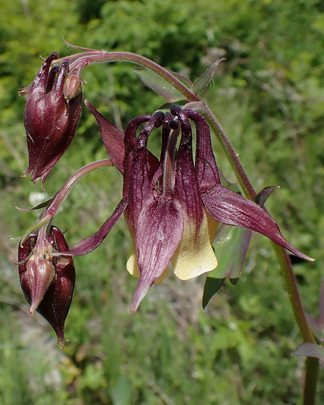Изображение особи Aquilegia oxysepala.