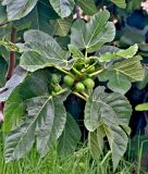 Ficus carica