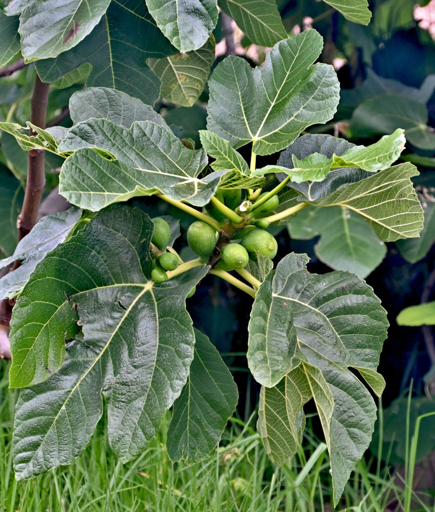 Image of Ficus carica specimen.