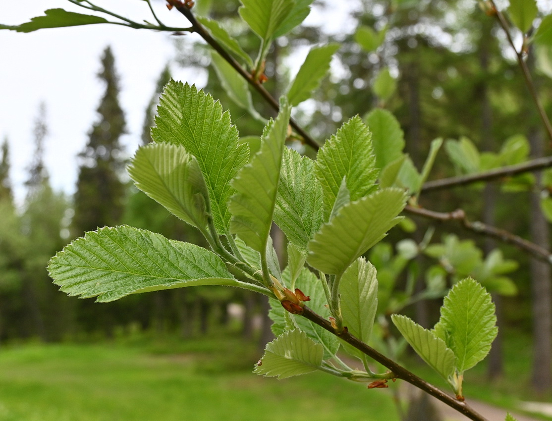 Image of Sorbus mougeotii specimen.