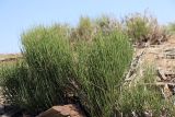 Ephedra intermedia. Вегетирующее растение. Узбекистан, Джизакская обл., хр. Нуратау, гора Койташ, басс. р. Нарвансая, верховья Нарвансая, окр. урочища Саритал., ок. 1560 м н.у.м. 14.05.2025.