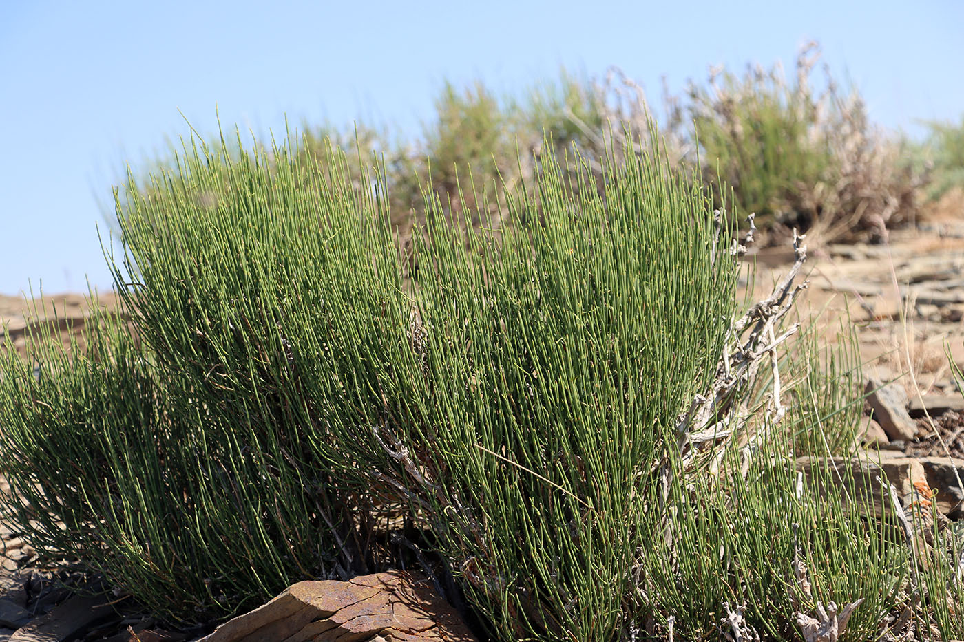 Image of Ephedra intermedia specimen.