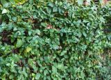Lonicera japonica