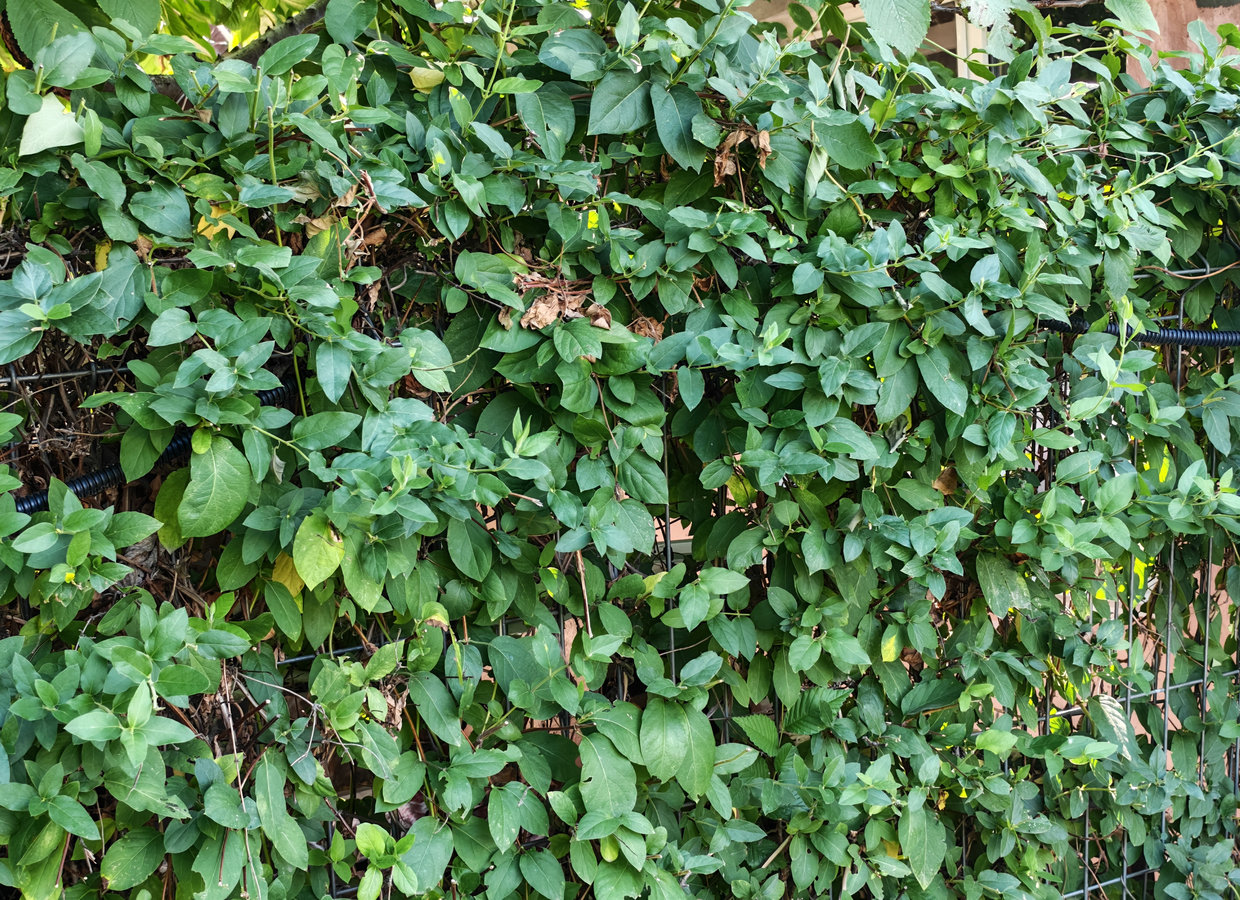 Image of Lonicera japonica specimen.