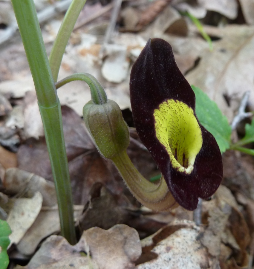 Image of Aristolochia steupii specimen.