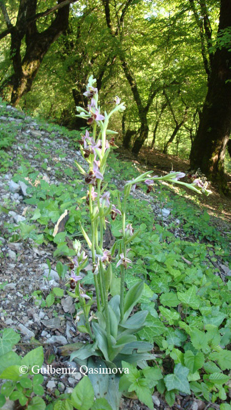 Изображение особи Ophrys oestrifera.