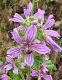 Malva erecta