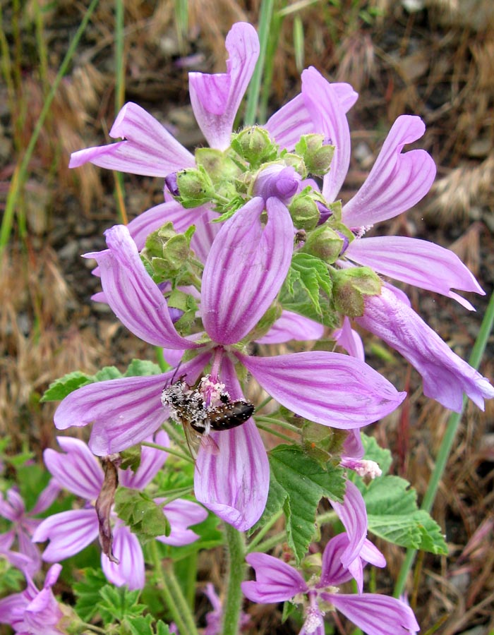 Image of Malva erecta specimen.