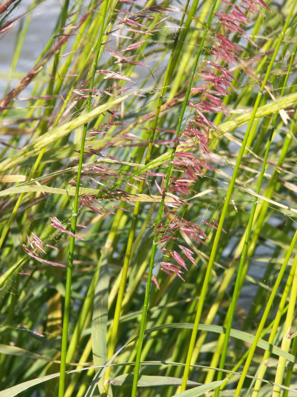 Image of Zizania aquatica specimen.