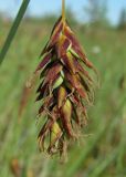Carex limosa