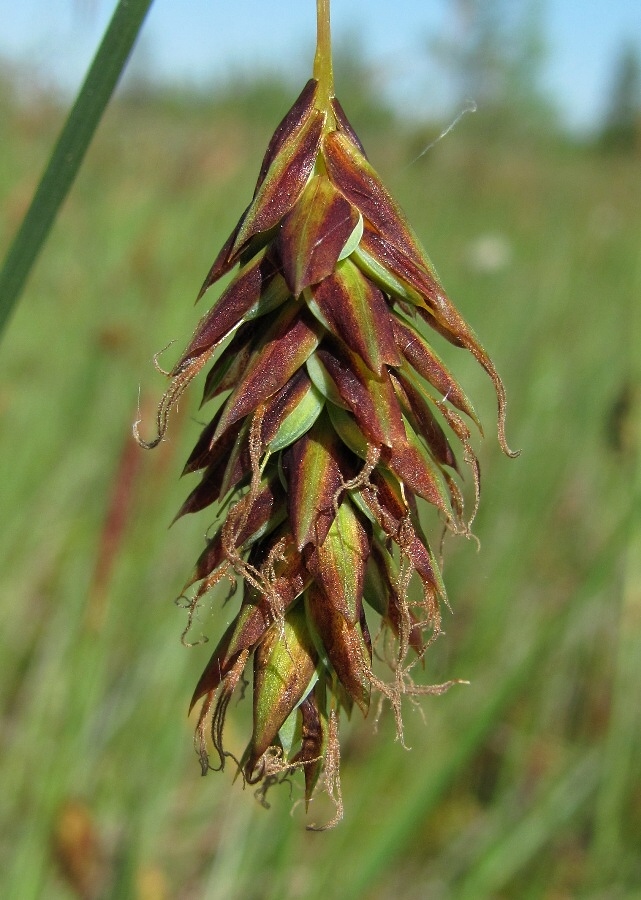 Image of Carex limosa specimen.