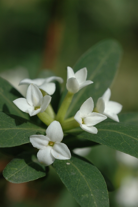 Image of Daphne altaica specimen.