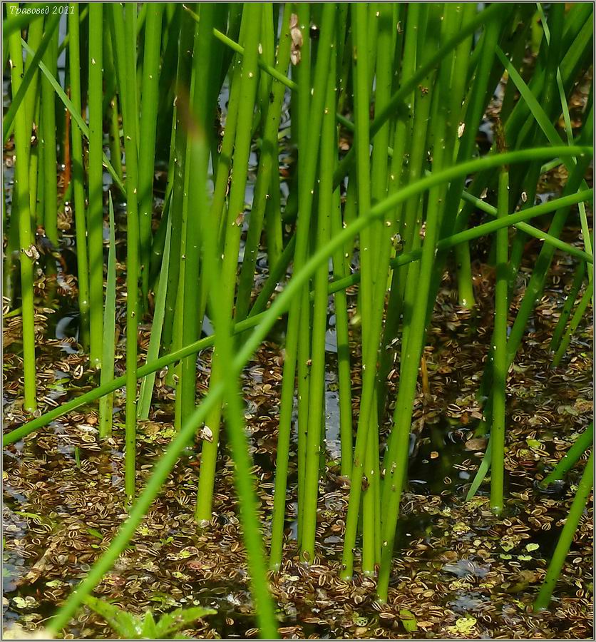 Изображение особи Eleocharis palustris.