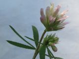 Trifolium lupinaster