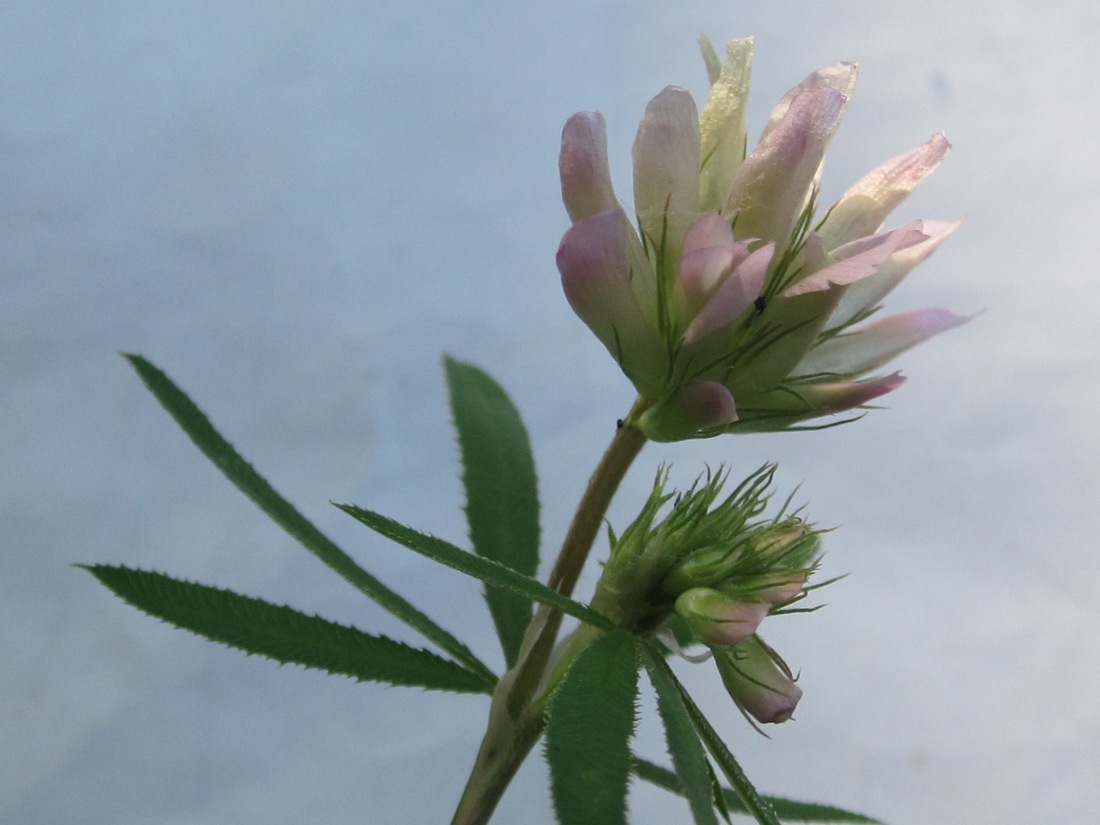 Image of Trifolium lupinaster specimen.