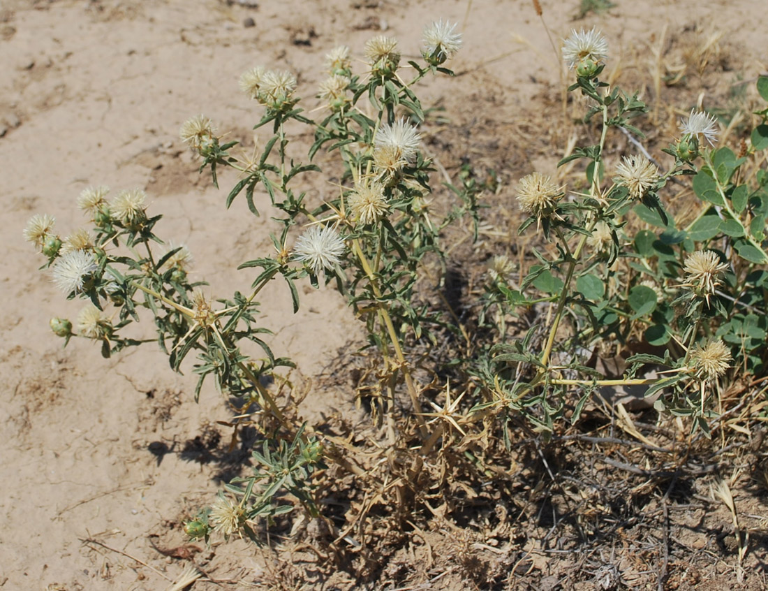 Image of Centaurea iberica specimen.