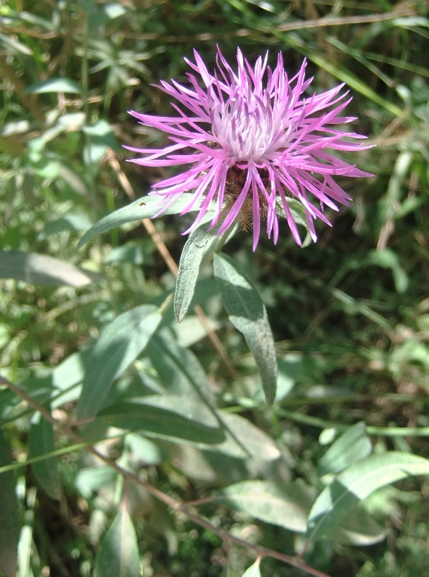 Изображение особи Centaurea abnormis.