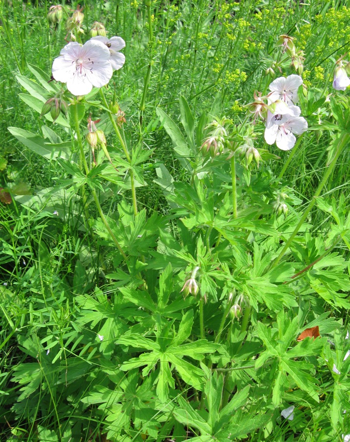 Изображение особи Geranium pratense.