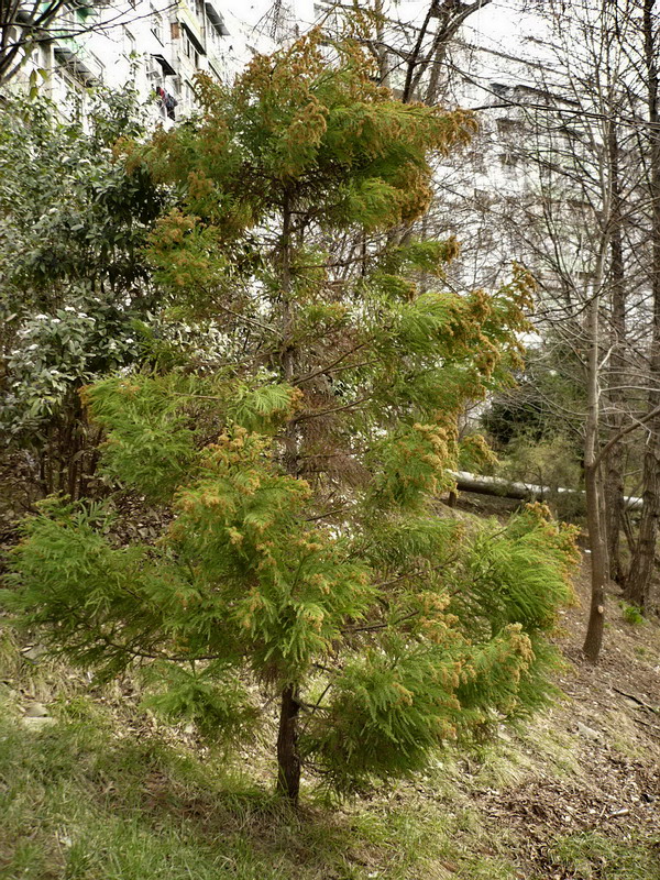 Изображение особи Cryptomeria japonica.