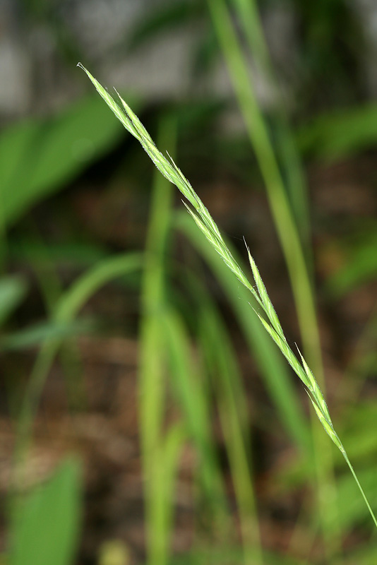 Image of Brachypodium pinnatum specimen.
