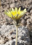 Taraxacum turcomanicum