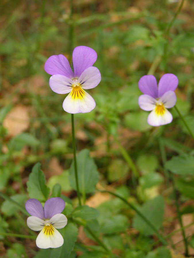 Image of Viola tricolor specimen.