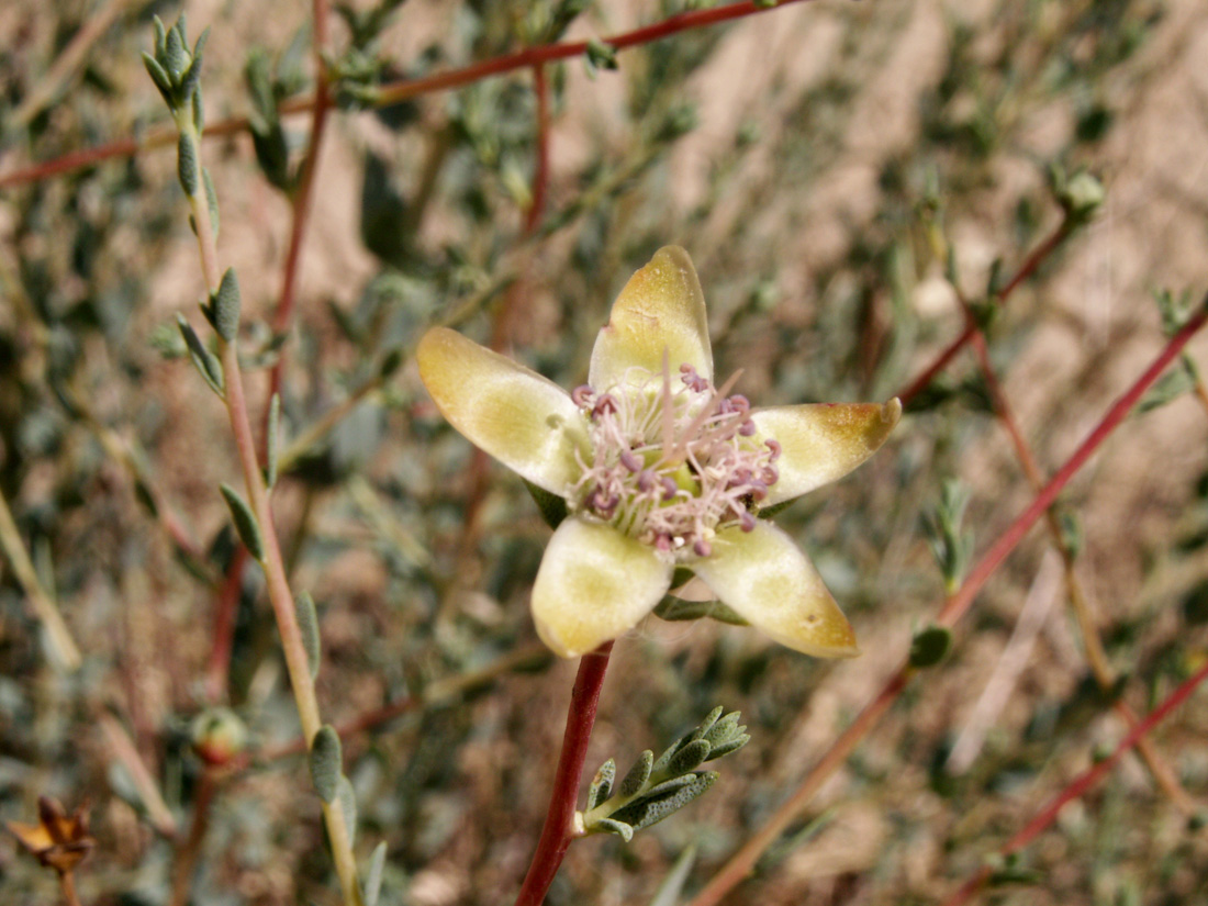 Image of Reaumuria turkestanica specimen.