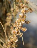 Haloxylon persicum