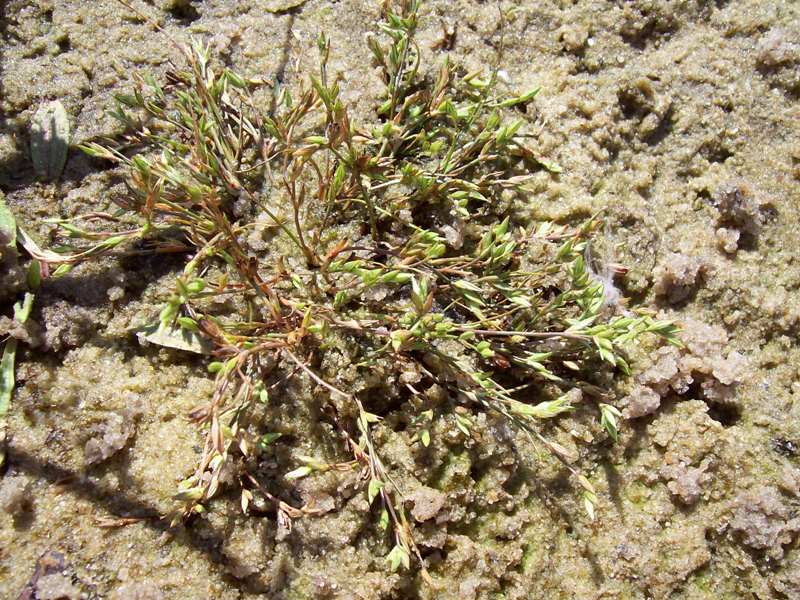 Image of Juncus ambiguus specimen.