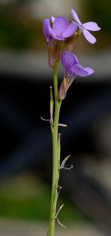 Изображение особи Erucaria hispanica.