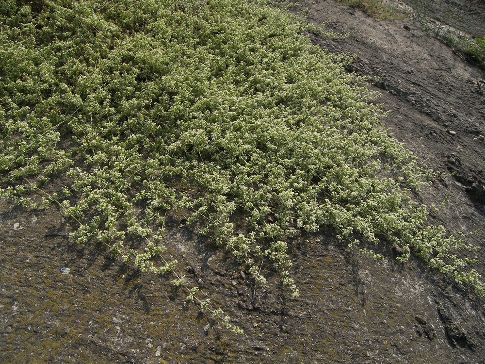 Изображение особи Galium humifusum.