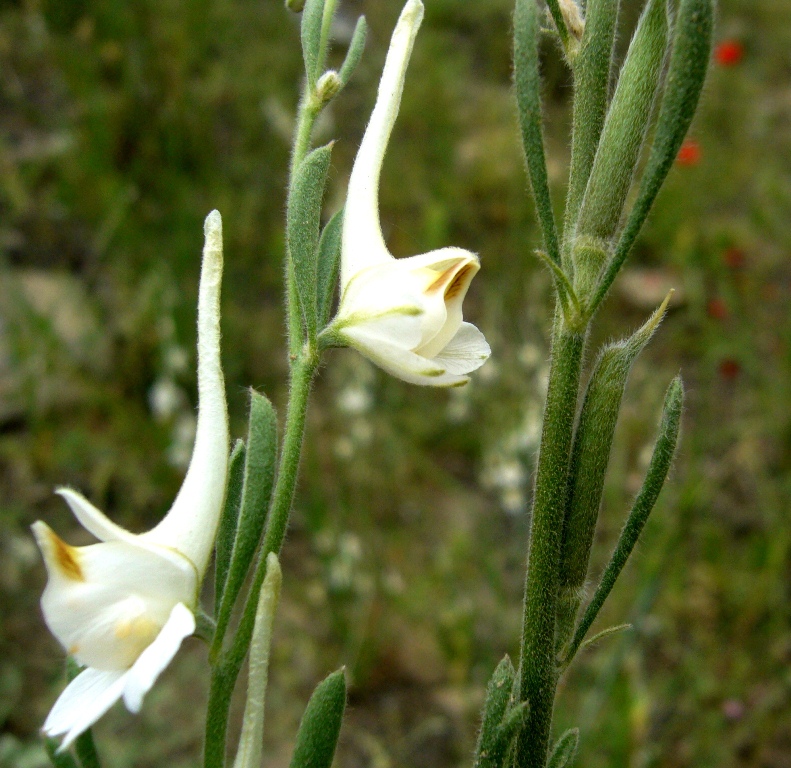 Изображение особи Delphinium stocksianum.