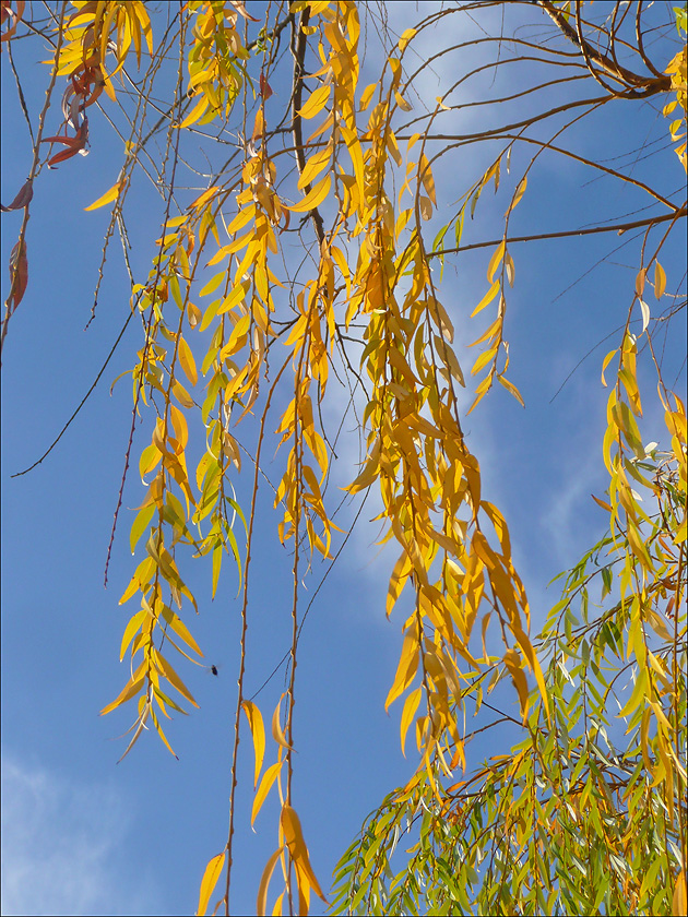 Изображение особи Salix &times; sepulcralis.