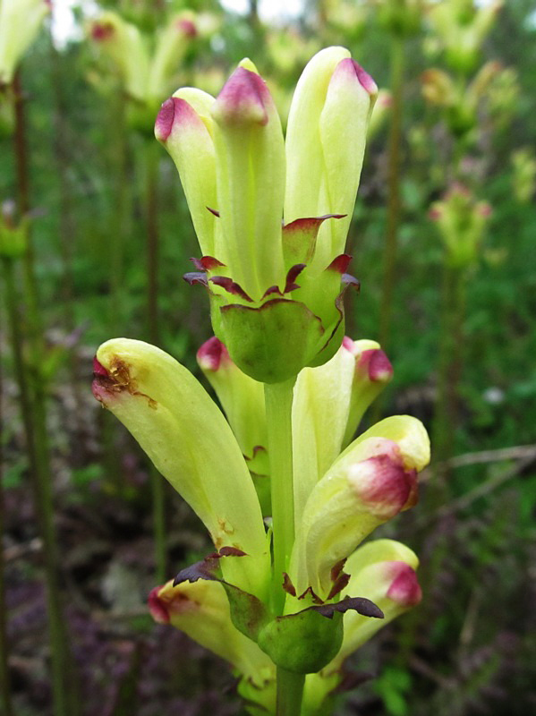 Image of Pedicularis sceptrum-carolinum specimen.