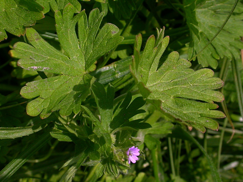 Image of Geranium pusillum specimen.