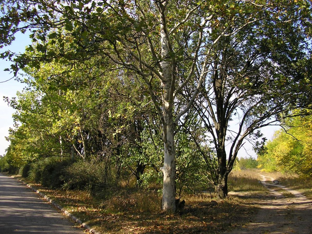 Image of Platanus × acerifolia specimen.