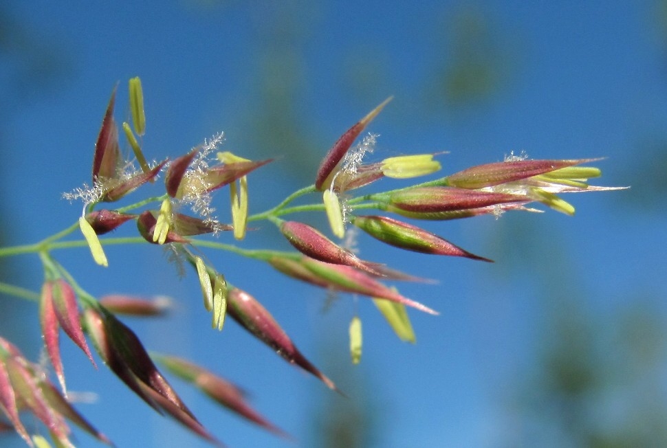 Изображение особи Calamagrostis langsdorffii.