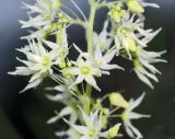 Echinocystis lobata. Часть соцветия. Московская обл., дачный участок. 23.07.2007.