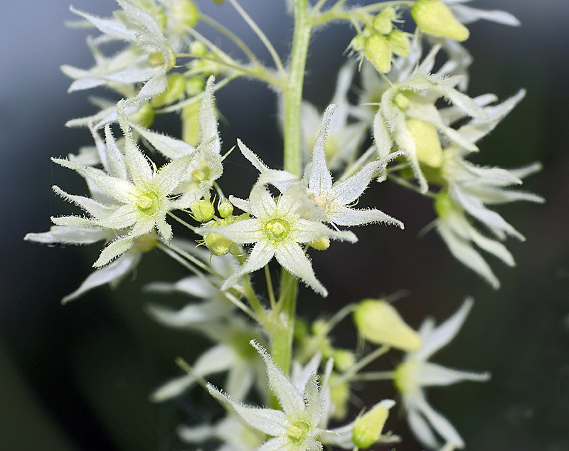 Изображение особи Echinocystis lobata.