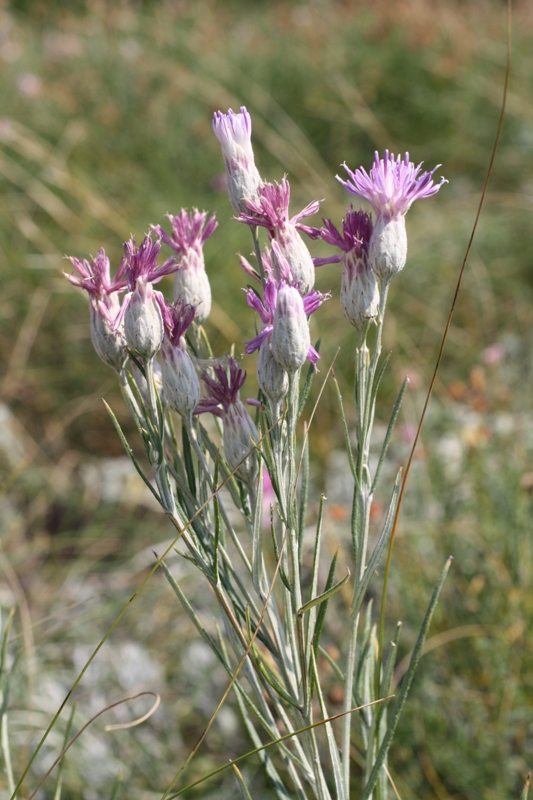 Изображение особи Jurinea stoechadifolia.