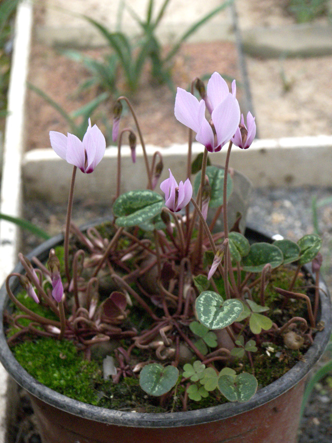 Изображение особи Cyclamen cilicium.